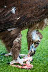 The cinereous vulture tear meat from bone. It is distributed through much of Eurasia. It is thus one of the world's heaviest flying birds. Distinctly dark, with the whole body being brown 