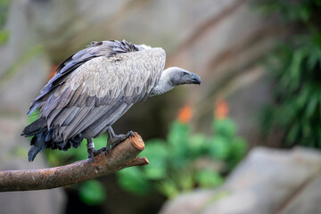 White-backed vulture is a typical vulture, with only down feathers on the head and neck, very broad wings and short tail feathers. It has a white neck ruff. it is Critically Endangered