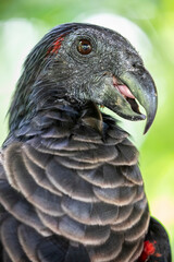 Pesquet's parrot (Psittrichas fulgidus) 
The only member of its genus, and its genus is the only member of the subfamily Psittrichadinae. It is endemic to hill and montane rainforest in New Guinea