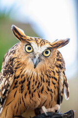 the closeup image of Buffy fish owl, is a species of owl in the family Strigidae, It is native to Southeast Asia and lives foremost in tropical forests and wetlands.