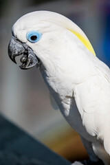 The blue-eyed cockatoo (Cacatua ophthalmica) is a large, mainly white cockatoo with a mobile crest,...