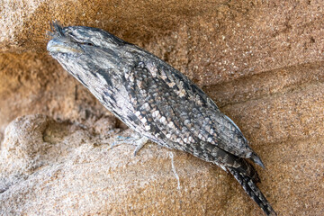 The closeup image of Tawny frogmouth 
It is a species of frogmouth native to and found throughout the Australian mainland and Tasmania. It is a big-headed, stocky bird.