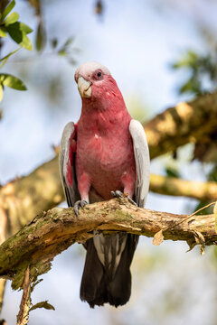 The galah (Eolophus roseicapilla) closeup image.
The galah is one of the most common and widespread cockatoos, and it can be found in open country in almost all parts of mainland Australia. 