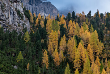 Yellow larches glowing in the forest  on the edge of the  rocky mountain in autumn.