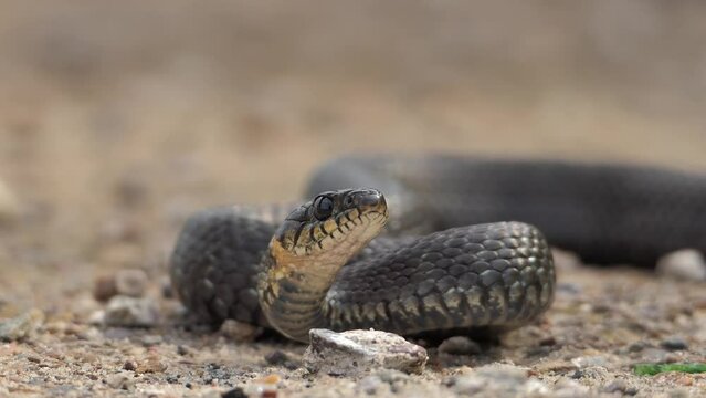 A snake in its natural environment, it's an ordinary close-up. High quality 4k footage
