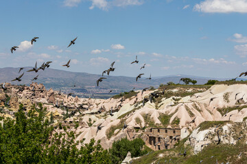 Pigeon flock