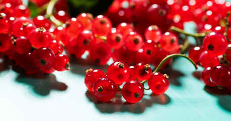 Red currant berries on blue, turquoise background, close up. Fresh and juicy organic redcurrant berry macro shot. Tasty vegan food. 