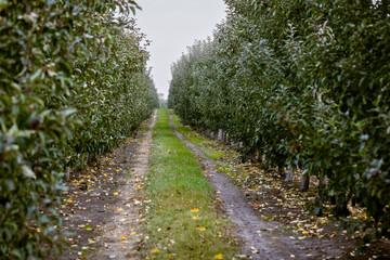 Fruit apple orchards, infinite perspective endless rows of young trees in a large agricultural farm. Fall harvest day in farmer's orchards in Bukovyna region, Ukraine.