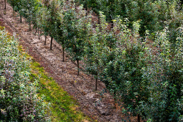 Obraz premium Fruit apple orchards, infinite perspective endless rows of young trees in a large agricultural farm. Fall harvest day in farmer's orchards in Bukovyna region, Ukraine.