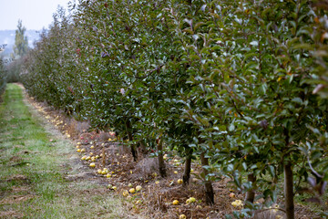 Fruit apple orchards, infinite perspective endless rows of young trees in a large agricultural farm. Fall harvest day in farmer's orchards in Bukovyna region, Ukraine.