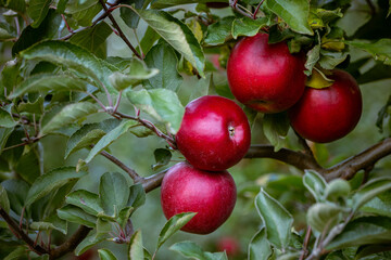 Ripe fruits of red apples on the branches of young apple trees. Fall harvest day in farmer's orchards in Bukovyna region, Ukraine.