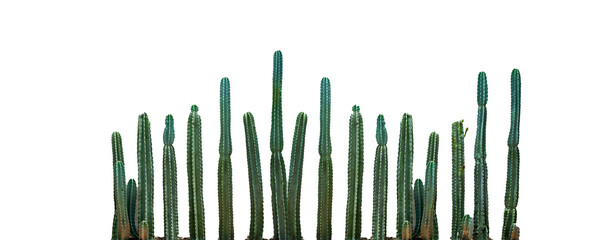 cactus background desert plant ornamental