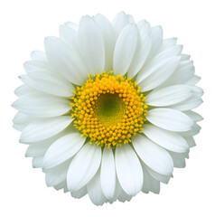 white flower on transparent background, png file