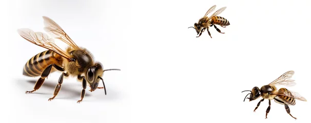Fotobehang bee isolated on white, banner © PNG River Gfx