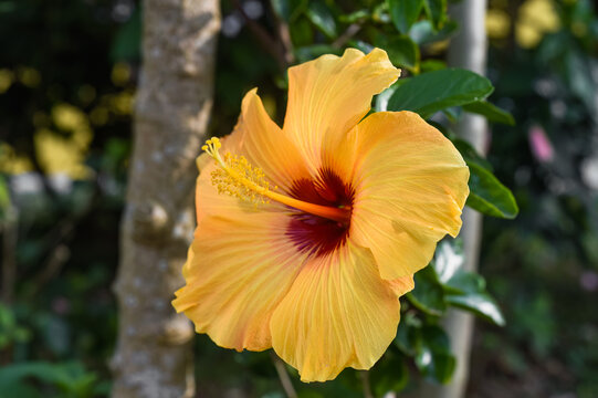 Hibiscus rosa-sinensis, known colloquially as Chinese hibiscus, China rose
