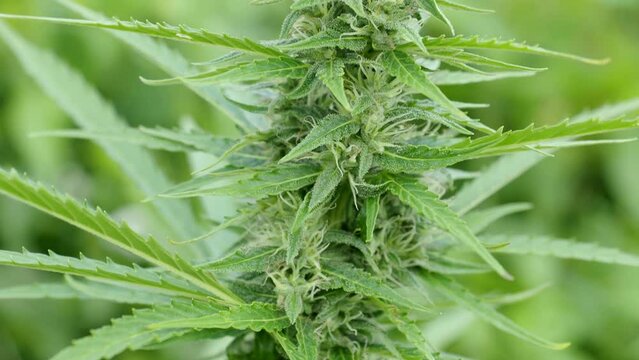 Macro detail of ripe cannabis plant - hemp - in 4K VIDEO. Blooming female marijuana flower with large bud colas and visible brown pistil hairs and amber trichomes. Close-up.