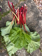 Close up of rhubarb, with healthy green large leaves and long delicious stalks on stone patio, the fresh ripe fruit harvest from organic allotment garden vegetable bed in Summer, flat lay view