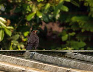 nahaufnahme einer amsel im grün