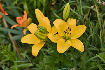 Fototapeta na wymiar Two yellow lilies in bloom, close-up photo. Lilies in the garden after the rain with rain drops on the petals.