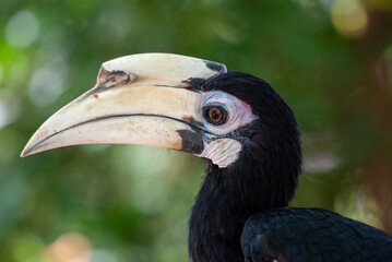 The oriental pied hornbill, Anthracoceros albirostris is an Indo Malayan pied hornbill, a large canopy dwelling bird belonging to the family Bucerotidae