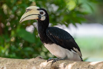 The oriental pied hornbill, Anthracoceros albirostris is an Indo Malayan pied hornbill, a large canopy dwelling bird belonging to the family Bucerotidae