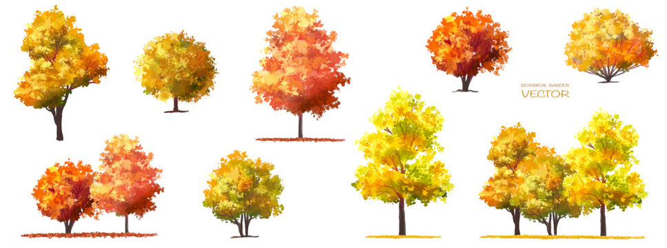 autumn leaves collection, Vector watercolor of blooming tree side view isolated on white background for landscape and architecture drawing, elements for environment and garden,botanical elements
