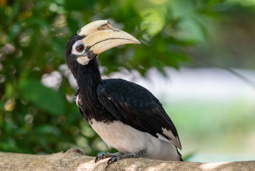 The oriental pied hornbill, Anthracoceros albirostris is an Indo Malayan pied hornbill, a large canopy dwelling bird belonging to the family Bucerotidae