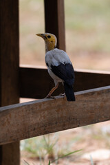 The black-winged myna, Acridotheres melanopterus is a species of starling in the family Sturnidae, also known as the black-winged starling or the white-breasted starling.