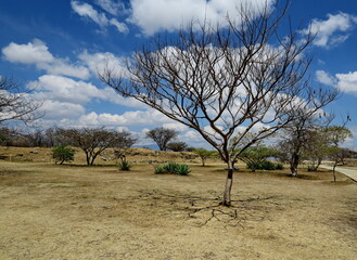 Arbre sec avec ombre des branches sur le sol comme des racines. Mexique.