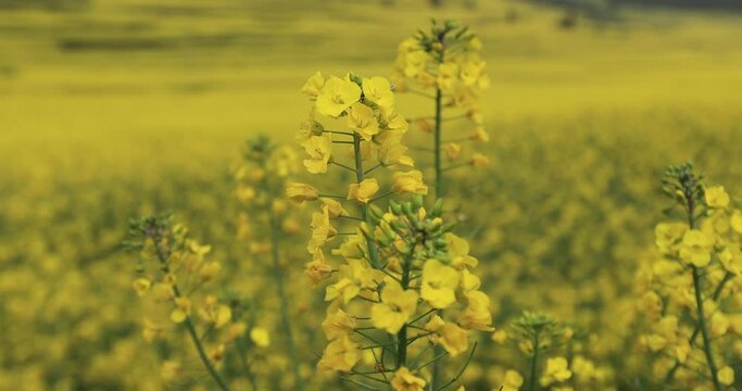 Yellow cole flowers flowering at countryside, Yunnan province,China