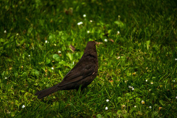 nahaufnahme einer amsel im grün