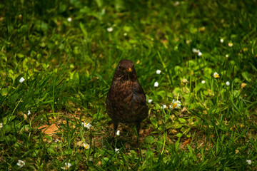nahaufnahme einer amsel im grün