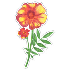 Red Marigold with Green Leaves Sticker Isolated on White Background. Marigold Flower Element Drawn by Colored Pencil.