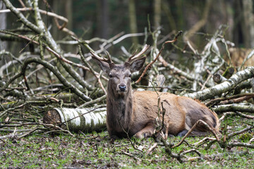 Hirsch