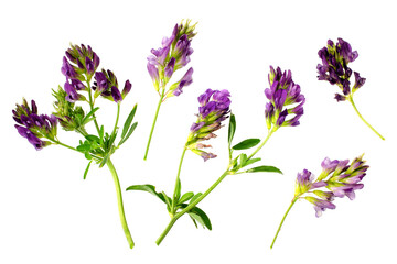 Alfalfa plant, Medicago sativa isolated on white background. Alfalfa strains on a white background, close-up. Alfalfa isolated on a white background. Medicago sativa.