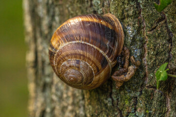 snail on a leaf