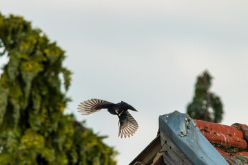 Amsel startet von Hausdach und fliegt weg
