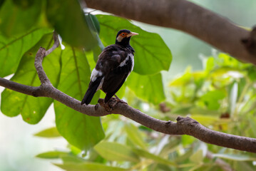 Starling Bird perching on branch, Sturnus contra, The Indian pied myna or Gracupica contra is a species of starling 