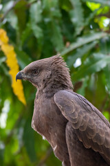 Eat its prey, The changeable hawk eagle or crested hawk eagle, Nisaetus cirrhatus eat it prey in wild nature