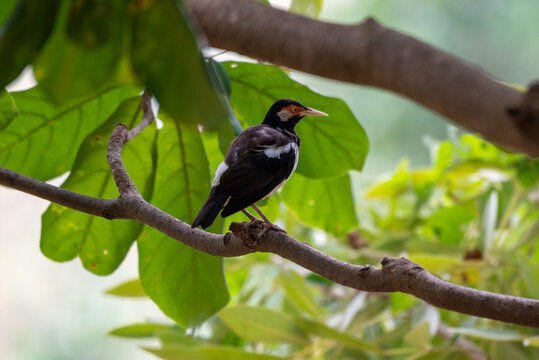 Starling Bird perching on branch, Sturnus contra, The Indian pied myna or Gracupica contra is a species of starling 