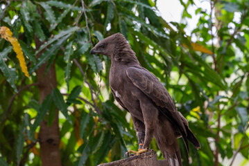 Eat its prey, The changeable hawk eagle or crested hawk eagle, Nisaetus cirrhatus eat it prey in wild nature