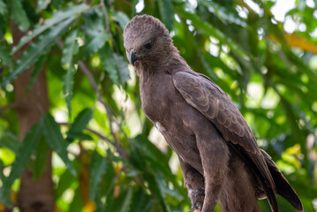 Eat its prey, The changeable hawk eagle or crested hawk eagle, Nisaetus cirrhatus eat it prey in wild nature