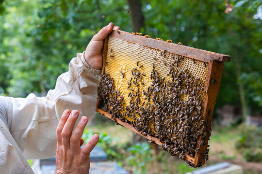 Beekeeper holds a honeycomb frame full with bees in an apiary in the forest