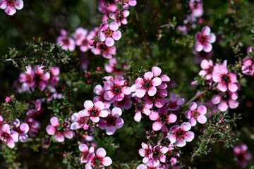 Australian native pink Manuka tea tree flowers of Leptospermum scoparium cultivar, family Myrtaceae, growing in Sydney. Endemic to south eastern Australia in NSW, Victoria and Tasmania.