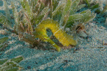 Sea ​​horse in the Red Sea Colorful and beautiful, Eilat Israel