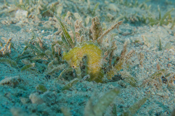 Sea ​​horse in the Red Sea Colorful and beautiful, Eilat Israel