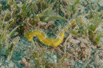 Sea ​​horse in the Red Sea Colorful and beautiful, Eilat Israel