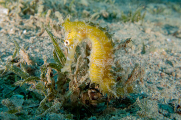 Sea ​​horse in the Red Sea Colorful and beautiful, Eilat Israel
