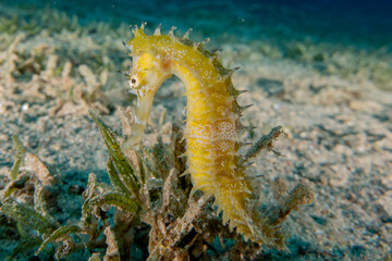 Sea ​​horse in the Red Sea Colorful and beautiful, Eilat Israel