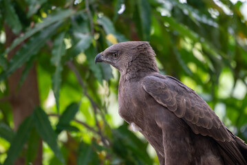 Eat its prey, The changeable hawk eagle or crested hawk eagle, Nisaetus cirrhatus eat it prey in wild nature